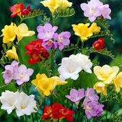 Freesia en mlange